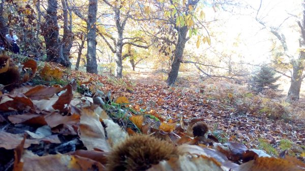 kastanitsa-travelstory-travelblogger-geonutrition
